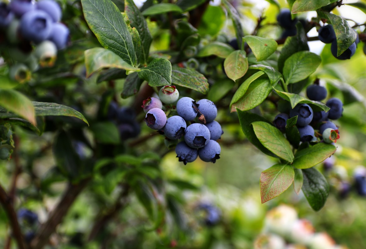 Nutrienti essenziali per gli occhi